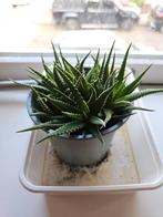 Zebra cactus  Haworthiopsis fasciate, Ophalen, Cactus, Volle zon, Minder dan 100 cm