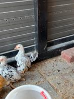 Twee serama kippen en een Cochin hen, Meerdere dieren, Kip