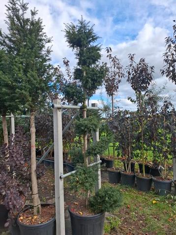taxus bonsai vormsnoei in pot  beschikbaar voor biedingen