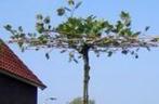 Dakplatanus acerifolia, Bloeit niet, Dakboom, Ophalen, Volle zon