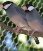 Koppel rijstvogels, Dieren en Toebehoren, Vogels | Overige Vogels, Meerdere dieren