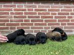 Leuke pups te koop, Dieren en Toebehoren, Honden | Niet-rashonden, 8 tot 15 weken, Meerdere, Meerdere dieren, Nederland