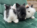 100% teddy dwerg konijntjes zwart/wit bont blauw oog🩵, Dieren en Toebehoren, Konijnen, Meerdere dieren, Dwerg, 0 tot 2 jaar