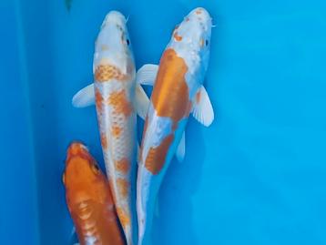Koi karpers  beschikbaar voor biedingen