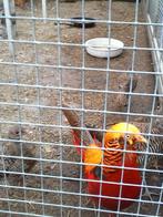 Te Koop;6 mooie jonge goud- fazanten, Dieren en Toebehoren, Vogels | Overige Vogels, Geslacht onbekend