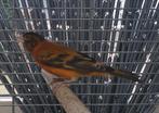 Kanarie x kaputzen F1, Dieren en Toebehoren, Vogels | Overige Vogels, Geslacht onbekend, Tropenvogel