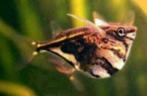 Gemarmerde bijlzalm carnegiella strigata - Koidream Valburg, Dieren en Toebehoren, Vissen | Aquariumvissen, Vis, Zoetwatervis
