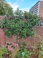 LEIBOOM halfstam, Tuin en Terras, Planten | Bomen, Volle zon, Leiboom, Ophalen of Verzenden, Lente