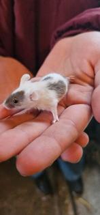 Tamme kleurmuizen, Dieren en Toebehoren, Januari, Meerdere dieren, Hamster