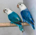 Schitterende koppel Agapornis Fischeri, Dieren en Toebehoren, Vogels | Parkieten en Papegaaien, Meerdere dieren, Dwergpapegaai of Agapornis