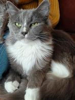 Ragdoll kittens, Meerdere dieren, Gechipt