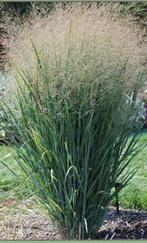 PANICUM NORTHWIND MÈT KLUITSiergras - Prachtig voor uw tuin!, Ophalen, Volle zon, Vaste plant, Siergrassen