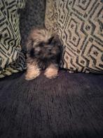 Hij mag verhuizen mooie boomer puppy, CDV (hondenziekte), 8 tot 15 weken, Meerdere, Nederland