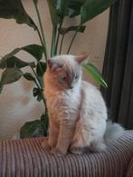 Te koop: Ragdoll, Poes, Gechipt
