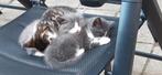 Superlieve, mooie, aandoenlijke kittens, Dieren en Toebehoren, Katten en Kittens | Overige Katten, Meerdere dieren, Kortharig