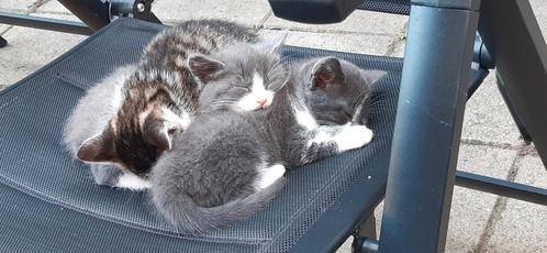 Superlieve, mooie, aandoenlijke kittens, Dieren en Toebehoren, Katten en Kittens | Overige Katten, Kortharig, Meerdere dieren