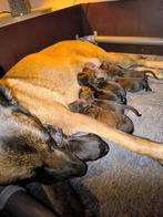 Te kop mooie donkere herders, CDV (hondenziekte), 8 tot 15 weken, Meerdere, Meerdere dieren