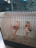 T. Koop 5 harlekijn kakanarie poppen 2024 gladkop m.kleur, Dieren en Toebehoren, Vogels | Kanaries, Vrouwelijk, Kleurkanarie
