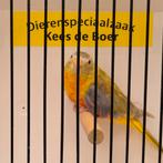 Turquoisine parkiet pop dilute, Dieren en Toebehoren, Vogels | Parkieten en Papegaaien, Vrouwelijk, Parkiet, Geringd