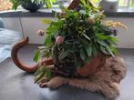 Zware catrol incl een verse toef met eucalyptus, Ophalen, Zo goed als nieuw
