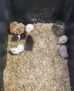 Syrische hamsters jong verschillende kleuren, Dieren en Toebehoren, Knaagdieren, Hamster, Meerdere dieren, Tam, September