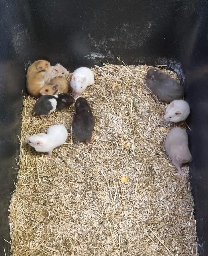 Syrische hamsters jong verschillende kleuren, Dieren en Toebehoren, Knaagdieren, Meerdere dieren, Hamster, September, Tam