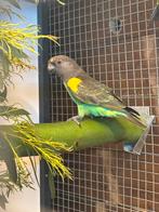 Poicephus Meyeri Meyeri, Dieren en Toebehoren, Vogels | Parkieten en Papegaaien, Mannelijk, Papegaai, Geringd