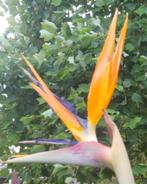 Strelitzia Reginae (Paradijsvogelbloem), Tuin en Terras, Planten | Tuinplanten, Ophalen, Winter, Overige soorten, Halfschaduw