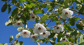 Magnolia Sieboldii zaad zaden wit beschikbaar voor biedingen