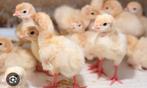 Witte amerikaanse breedborst vlees kalkoen kuikens te koop, Dieren en Toebehoren, Pluimvee, Meerdere dieren, Kalkoen