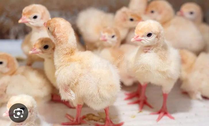 Witte amerikaanse breedborst vlees kalkoen kuikens te koop, Dieren en Toebehoren, Pluimvee, Kalkoen, Meerdere dieren