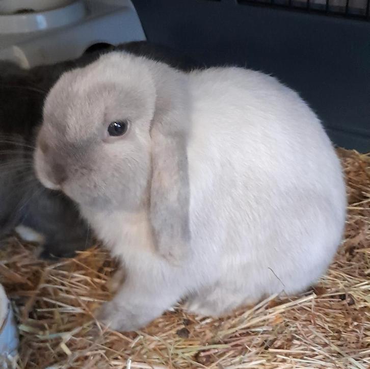 Minilop konijntjes(raszuiver), Dieren en Toebehoren, Konijnen, Dwerg, Meerdere dieren, 0 tot 2 jaar, Hangoor