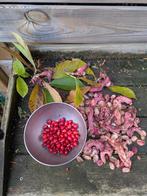 Magnolia Soulangeana - 10 zaden €2,- / vrzndkstn 1 postzegel, Ophalen of Verzenden, Halfschaduw, Zaad