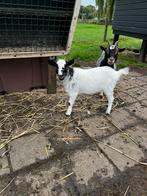 Mooie dwerggeit, Dieren en Toebehoren, Schapen, Geiten en Varkens, Vrouwelijk, Geit, 0 tot 2 jaar
