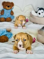 Amerikaanse Staffordshire pups (7 teefjes), CDV (hondenziekte), 8 tot 15 weken, American Staffordshire Terriër, Teef
