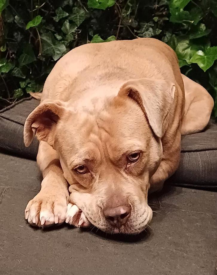 Old english bulldog teefje, Dieren en Toebehoren, Honden | Retrievers, Spaniëls en Waterhonden, Teef, Overige rassen, Particulier