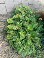 Grote hosta planten, Ophalen of Verzenden, Zomer, Overige soorten, Halfschaduw
