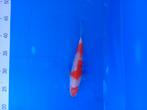 Te koop prachtige Kohaku 20 cm, Dieren en Toebehoren, Karper of Koi