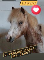 Aangeboden: lieve en vooral knappe appaloosa ruin, Dieren en Toebehoren, Pony's, Ruin, A pony (tot 1.17m), Ontwormd, 0 tot 2 jaar