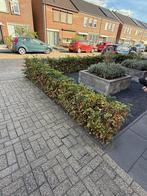 Beukenhaag, Tuin en Terras, Ophalen, Beukenhaag, Haag, 100 tot 250 cm