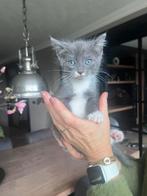 Ragdoll kruising. Nog 1 beschikbaar!, Dieren en Toebehoren, Katten en Kittens | Raskatten | Korthaar, Meerdere dieren, Ontwormd