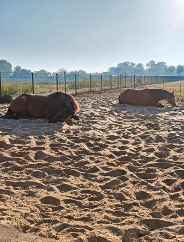 Browsing Paddock Paradise  beschikbaar voor biedingen