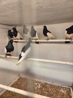 Ekster tuimelaars, Dieren en Toebehoren, Meerdere dieren, Overige soorten