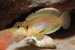 Lamprologus Occelatus Gold, Dieren en Toebehoren, Vis