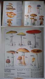Encyclopedie van de Natuur, botanisch natuurboek, pre-loved, Boeken, Ophalen of Verzenden, Natuur algemeen