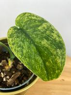 Scindapsus Hologram, Ophalen of Verzenden, Halfschaduw, Minder dan 100 cm