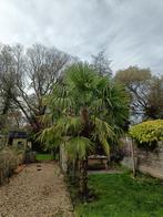 Palmboom - zelf uit te graven, Ophalen