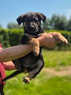 Golden retriever x herder teef pup, Dieren en Toebehoren, Honden | Retrievers, Spaniëls en Waterhonden, Golden retriever, 8 tot 15 weken