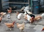 Kippen en hanen, Dieren en Toebehoren, Pluimvee, Meerdere dieren, Kip