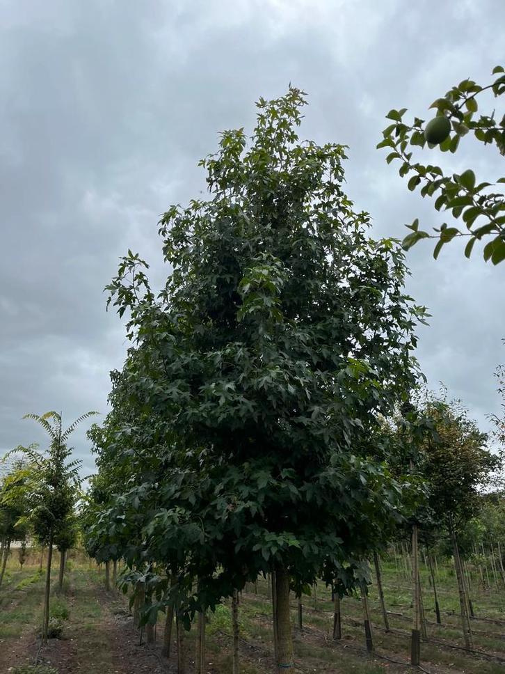 Aangeboden; amberbomen, Tuin en Terras, Planten | Bomen, Overige soorten, Volle zon, Ophalen